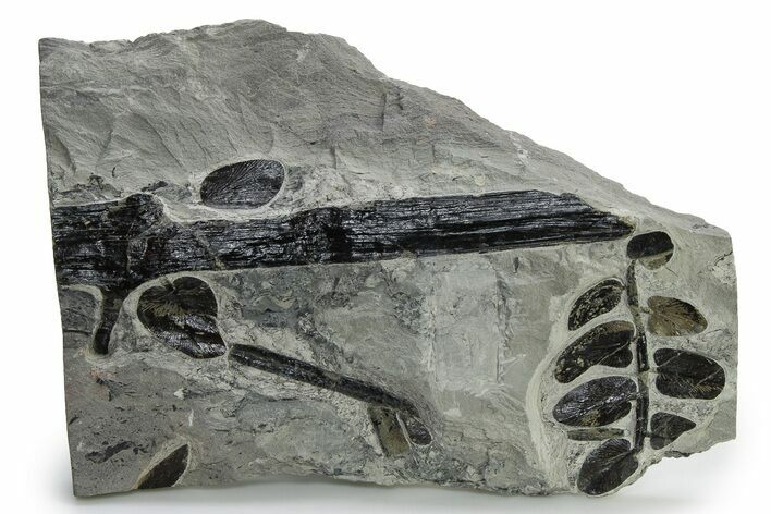 Carboniferous Fossil Fern (Neuropteris) - France #338585